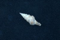 藏品(環珠捲管螺)的圖片